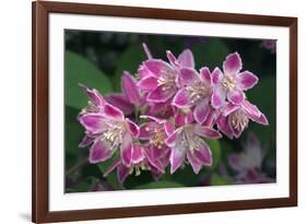 Deutzia Longifolia 'Veitchii'-Colin Varndell-Framed Photographic Print