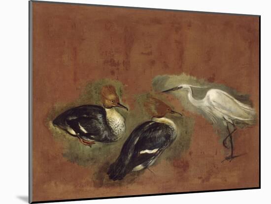 Deux canards et une aigrette garzette-Pieter Boel-Mounted Giclee Print
