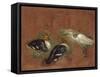Deux canards et une aigrette garzette-Pieter Boel-Framed Stretched Canvas