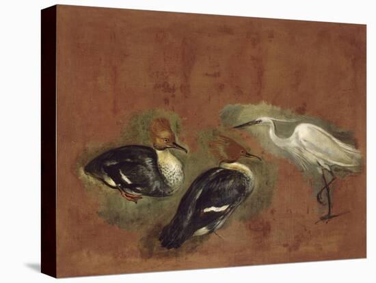 Deux canards et une aigrette garzette-Pieter Boel-Stretched Canvas