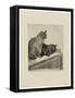 Deux Chats Sur Un Meuble, 1914 (Drypoint & Etching on Beige Rives Laid Paper)-Theophile Alexandre Steinlen-Framed Stretched Canvas