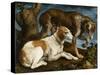 Deux chiens de chasse attachés à une souche-Jacopo Bassano-Stretched Canvas