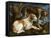 Deux chiens de chasse attachés à une souche-Jacopo Bassano-Framed Stretched Canvas