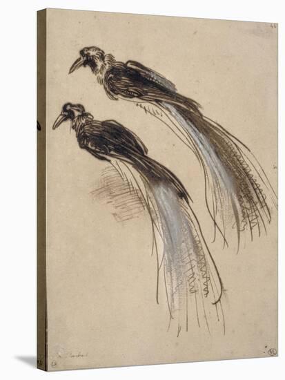 Deux études pour un oiseau de paradis-Rembrandt van Rijn-Stretched Canvas