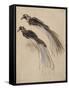 Deux études pour un oiseau de paradis-Rembrandt van Rijn-Framed Stretched Canvas