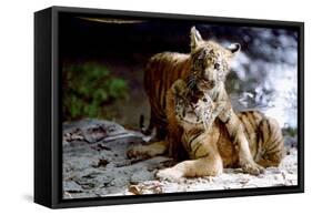 Deux Freres Two Brothers De Jeanjacquesannaud Avec Les Petits Tigres Kumal, Sangha, 2004-null-Framed Stretched Canvas