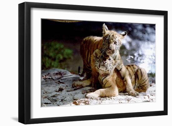 Deux Freres Two Brothers De Jeanjacquesannaud Avec Les Petits Tigres Kumal, Sangha, 2004-null-Framed Photo