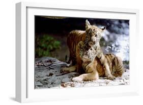 Deux Freres Two Brothers De Jeanjacquesannaud Avec Les Petits Tigres Kumal, Sangha, 2004-null-Framed Photo