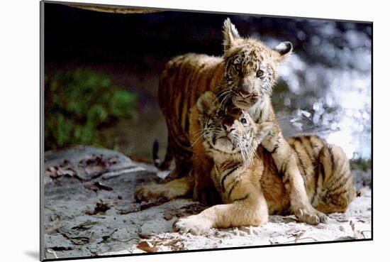 Deux Freres Two Brothers De Jeanjacquesannaud Avec Les Petits Tigres Kumal, Sangha, 2004-null-Mounted Photo