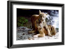 Deux Freres Two Brothers De Jeanjacquesannaud Avec Les Petits Tigres Kumal, Sangha, 2004-null-Framed Photo