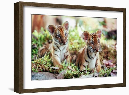 Deux Freres Two Brothers De Jeanjacquesannaud Avec Les Petits Tigres Kumal, Sangha, 2004-null-Framed Photo