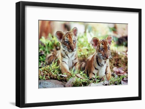 Deux Freres Two Brothers De Jeanjacquesannaud Avec Les Petits Tigres Kumal, Sangha, 2004-null-Framed Photo