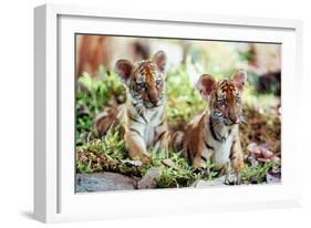 Deux Freres Two Brothers De Jeanjacquesannaud Avec Les Petits Tigres Kumal, Sangha, 2004-null-Framed Photo