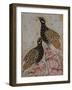 Deux perdrix sur des rochers-null-Framed Giclee Print