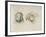 Deux t?s de perroquets-Charles Le Brun-Framed Giclee Print