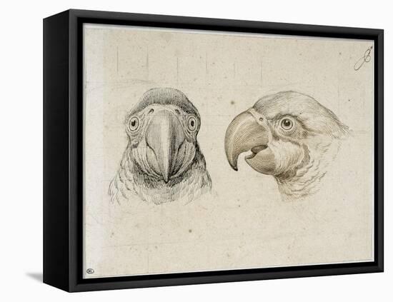 Deux t?s de perroquets-Charles Le Brun-Framed Stretched Canvas