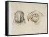 Deux t?s de perroquets-Charles Le Brun-Framed Stretched Canvas