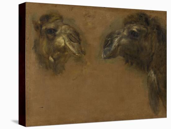 Deux têtes de dromadaires-Pieter Boel-Stretched Canvas