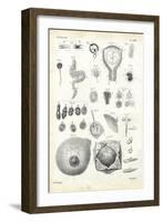 Development, 1863-79-Raimundo Petraroja-Framed Giclee Print