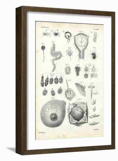 Development, 1863-79-Raimundo Petraroja-Framed Giclee Print