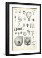 Development, 1863-79-Raimundo Petraroja-Framed Giclee Print