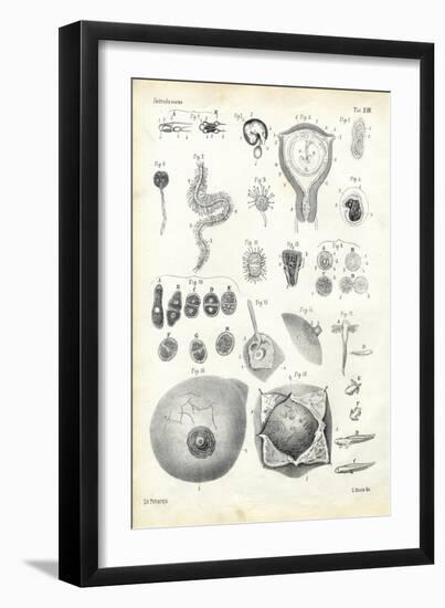 Development, 1863-79-Raimundo Petraroja-Framed Giclee Print