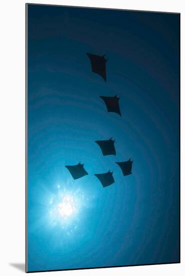 Devil Rays (Mobula Japonica) Viewed From Below, South Ari Atoll, Maldives-Michael Pitts-Mounted Photographic Print