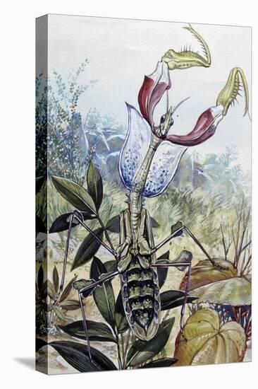 Devil's Flower Mantis (Idolomantis Diabolica), Empusidae-null-Stretched Canvas
