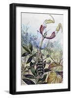 Devil's Flower Mantis (Idolomantis Diabolica), Empusidae-null-Framed Giclee Print
