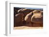 Devil's Garden, Escalante Country, Utah-Zandria Muench Beraldo-Framed Photographic Print