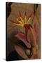 Devil's hand Tree flower, Sierra Madre del Sur, Mexico-Claudio Contreras-Stretched Canvas