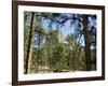 Devil's Tower National Monument, Wyoming, USA-Ethel Davies-Framed Photographic Print