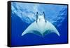 Devilray (Mobula Tarapacana) Swimming Near the Surface with Remoras-Franco Banfi-Framed Stretched Canvas