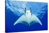 Devilray (Mobula Tarapacana) Swimming Near the Surface with Remoras-Franco Banfi-Stretched Canvas