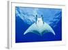 Devilray (Mobula Tarapacana) Swimming Near the Surface with Remoras-Franco Banfi-Framed Photographic Print