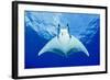 Devilray (Mobula Tarapacana) Swimming Near the Surface with Remoras-Franco Banfi-Framed Photographic Print