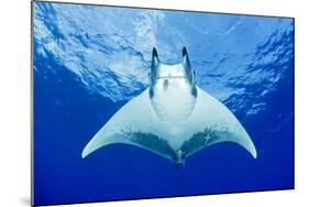 Devilray (Mobula Tarapacana) Swimming Near the Surface with Remoras-Franco Banfi-Mounted Photographic Print