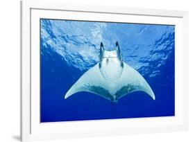 Devilray (Mobula Tarapacana) Swimming Near the Surface with Remoras-Franco Banfi-Framed Photographic Print