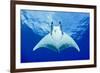 Devilray (Mobula Tarapacana) Swimming Near the Surface with Remoras-Franco Banfi-Framed Photographic Print