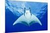 Devilray (Mobula Tarapacana) Swimming Near the Surface with Remoras-Franco Banfi-Mounted Photographic Print