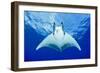 Devilray (Mobula Tarapacana) Swimming Near the Surface with Remoras-Franco Banfi-Framed Photographic Print