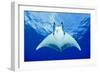 Devilray (Mobula Tarapacana) Swimming Near the Surface with Remoras-Franco Banfi-Framed Photographic Print