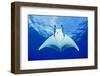 Devilray (Mobula Tarapacana) Swimming Near the Surface with Remoras-Franco Banfi-Framed Photographic Print