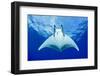 Devilray (Mobula Tarapacana) Swimming Near the Surface with Remoras-Franco Banfi-Framed Photographic Print