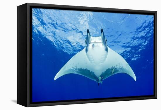 Devilray (Mobula Tarapacana) Swimming Near the Surface with Remoras-Franco Banfi-Framed Stretched Canvas