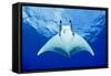 Devilray (Mobula Tarapacana) Swimming Near the Surface with Remoras-Franco Banfi-Framed Stretched Canvas