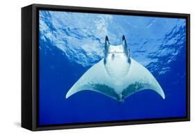 Devilray (Mobula Tarapacana) Swimming Near the Surface with Remoras-Franco Banfi-Framed Stretched Canvas