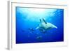 Devilrays (Mobula Tarapacana) Large Group at the Surface-Franco Banfi-Framed Photographic Print