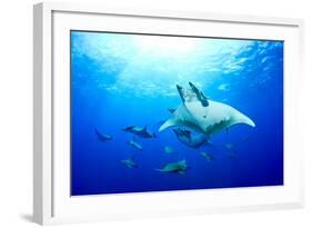 Devilrays (Mobula Tarapacana) Large Group at the Surface-Franco Banfi-Framed Photographic Print