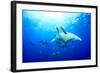 Devilrays (Mobula Tarapacana) Large Group at the Surface-Franco Banfi-Framed Photographic Print